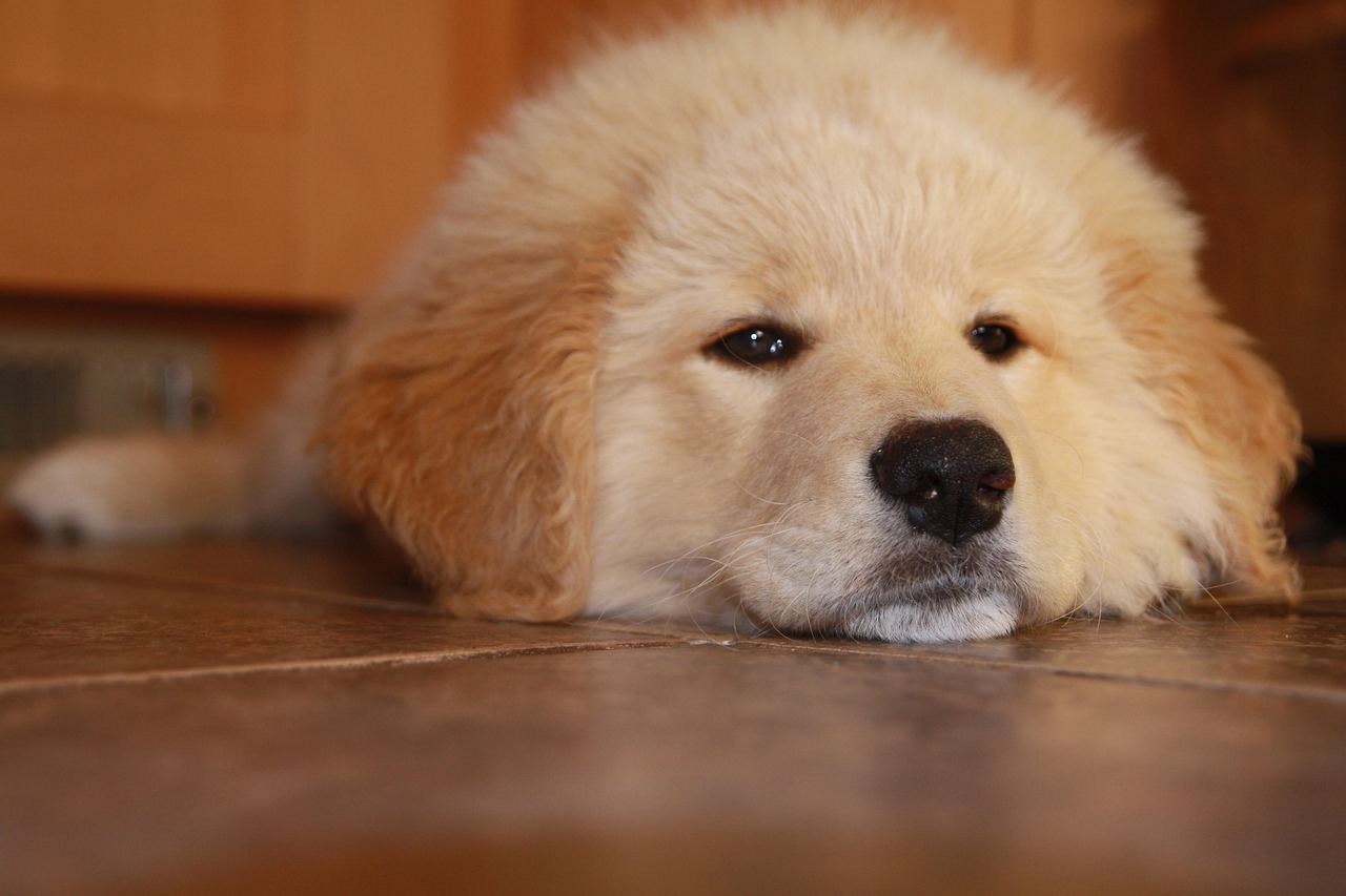 霸王大陆(自由转职):瓷砖app详情下载教程软件